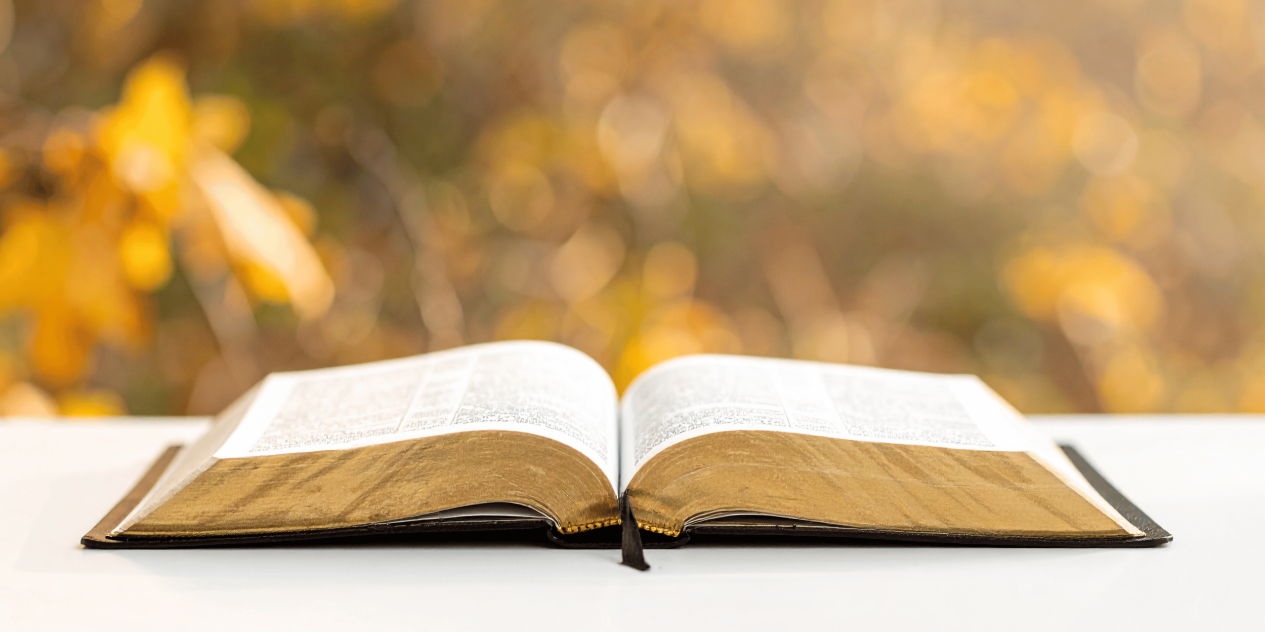 A picture of a bible open before nature to show spending time with God